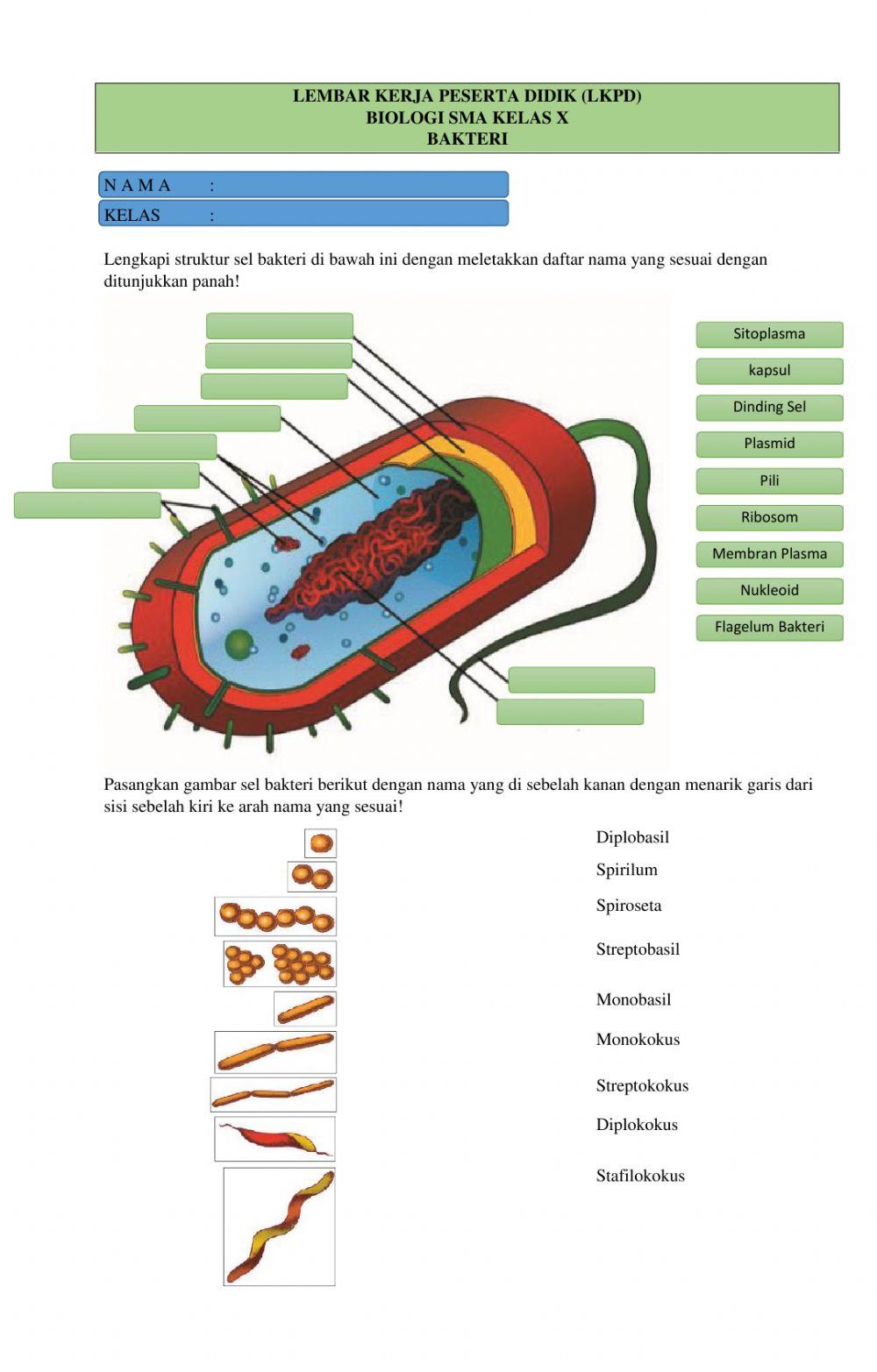 Lkpd-biologi x-bakteri Lkpd-biologi x-bakteri
