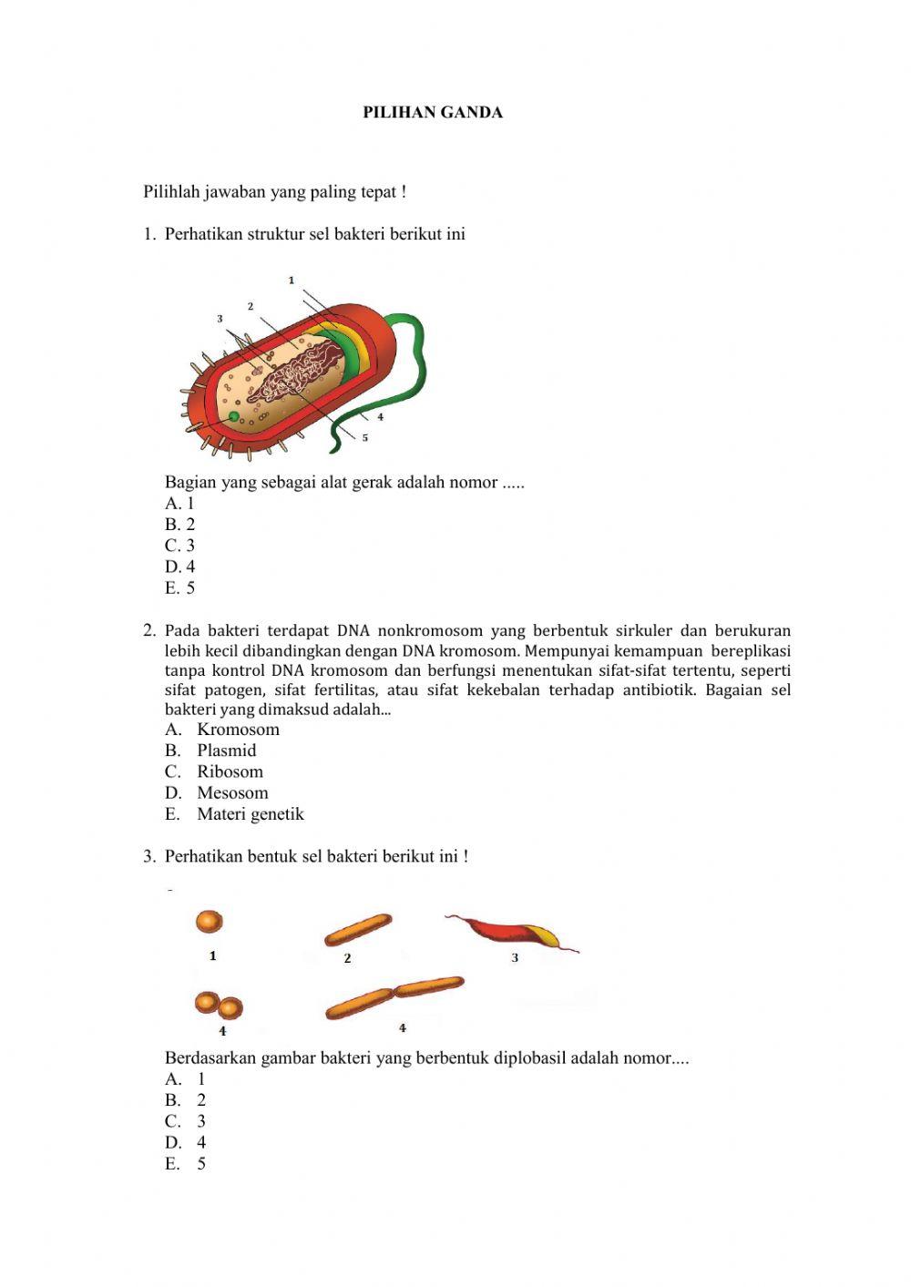 Lkpd-biologi x-bakteri Lkpd-biologi x-bakteri