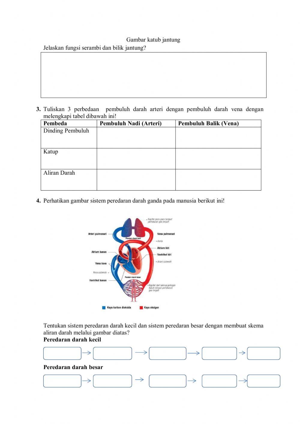 LKPD Organ dan Sistem Peredaran Darah