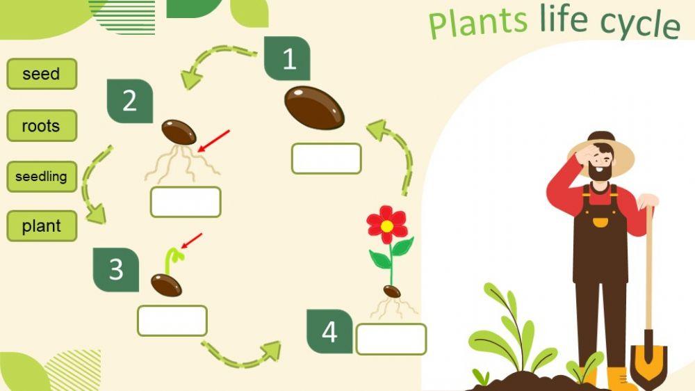 Plant life cycle