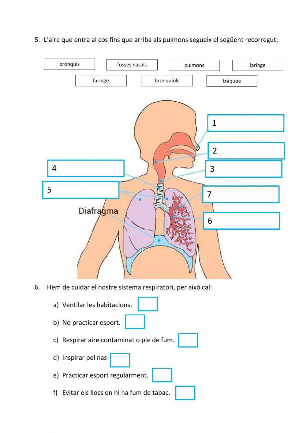Resum:L'Aparell Respiratori