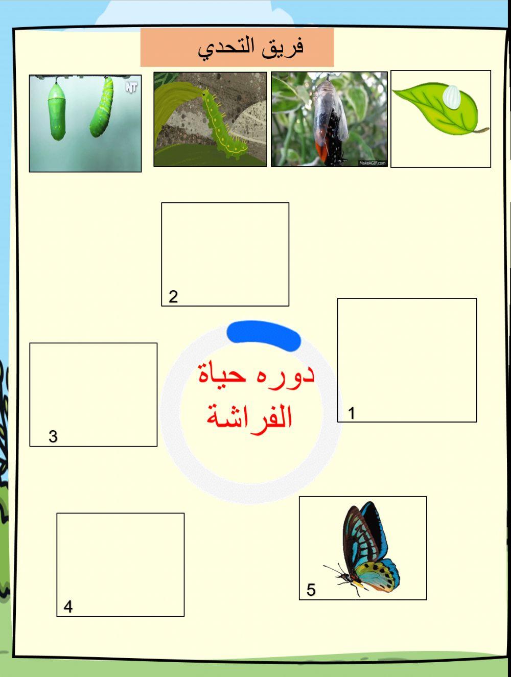رتب مراحل النمو بكتابة الأرقام من 1 – 5