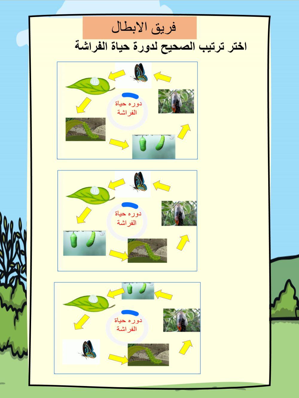 اختر ترتيب الصحيح لدورة حياة الفراشة