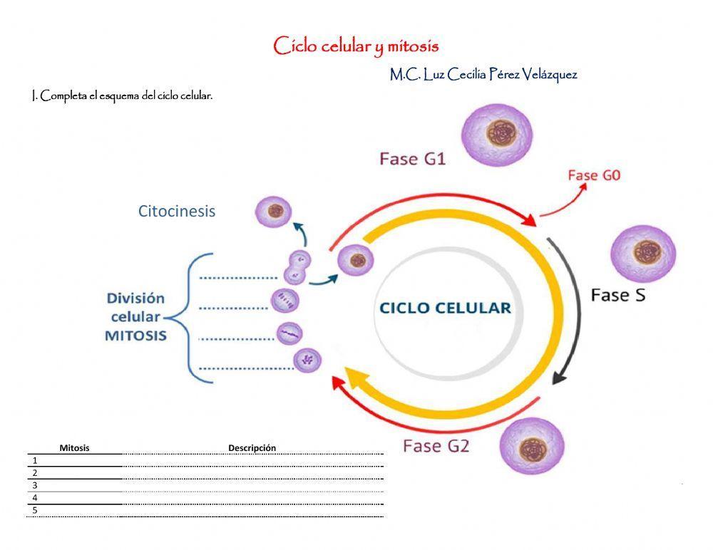 ciclo celular y mitosis