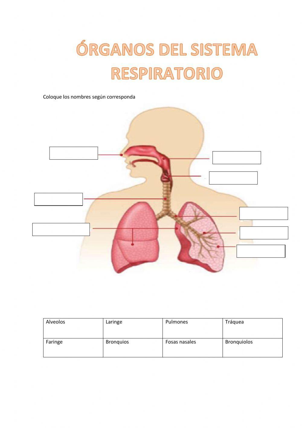Órganos del sistema respiratorio