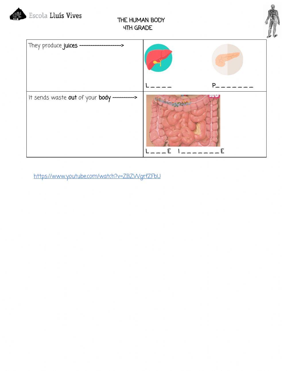 4th.The human body. DIGESTIVE SYSTEM