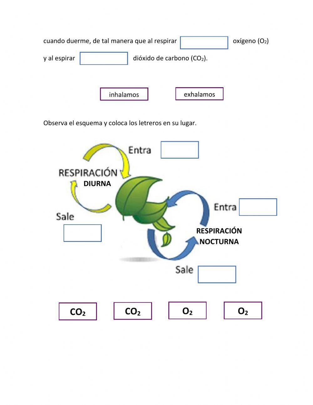 Respiración de las plantas