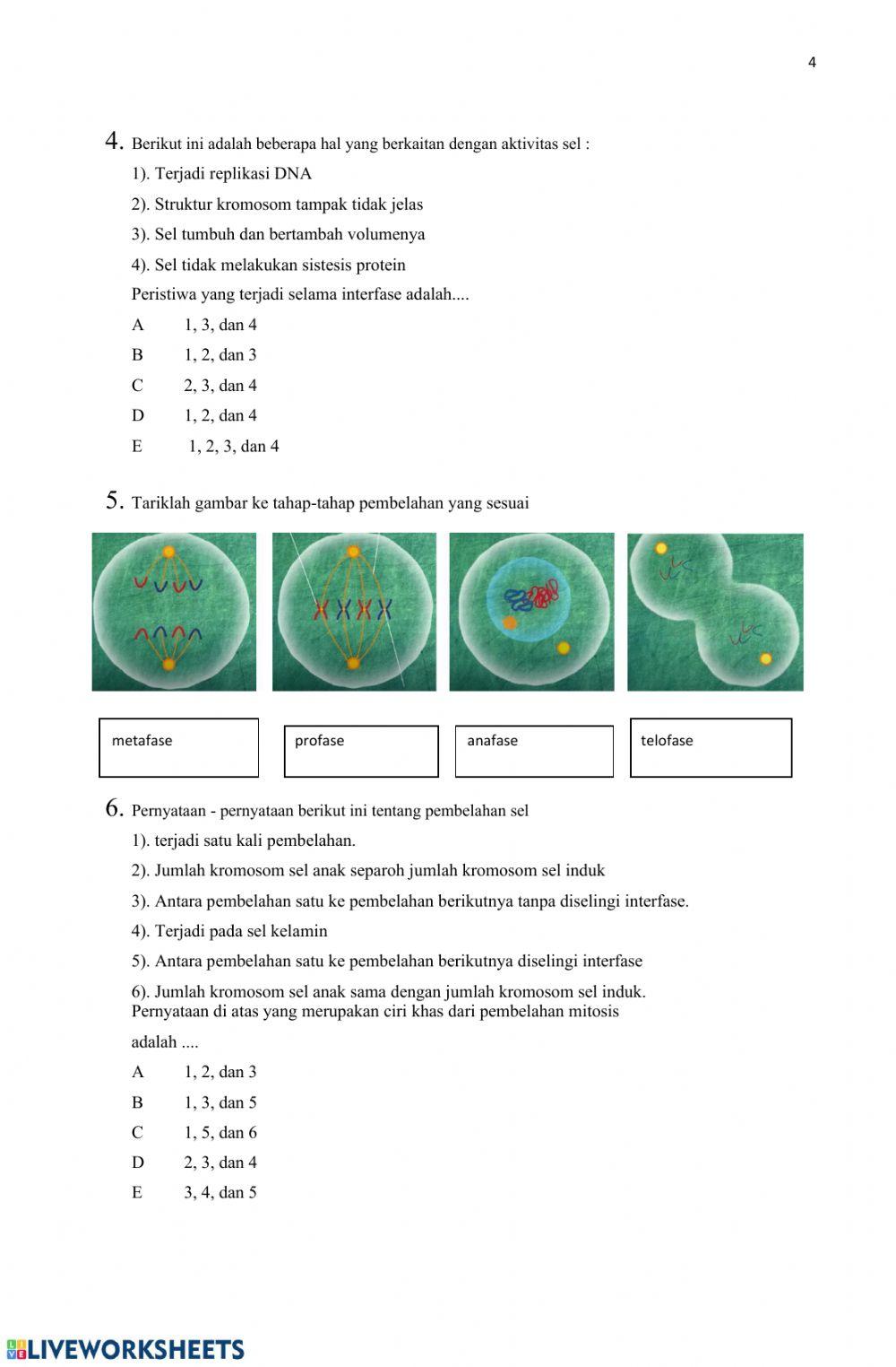 Pembelahan amitosis mitosis