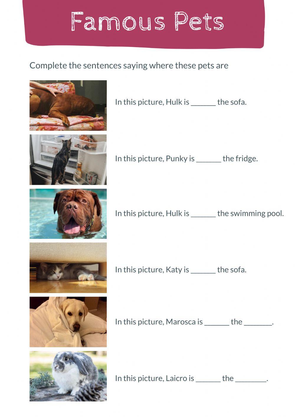 Choose the correct option - Pets