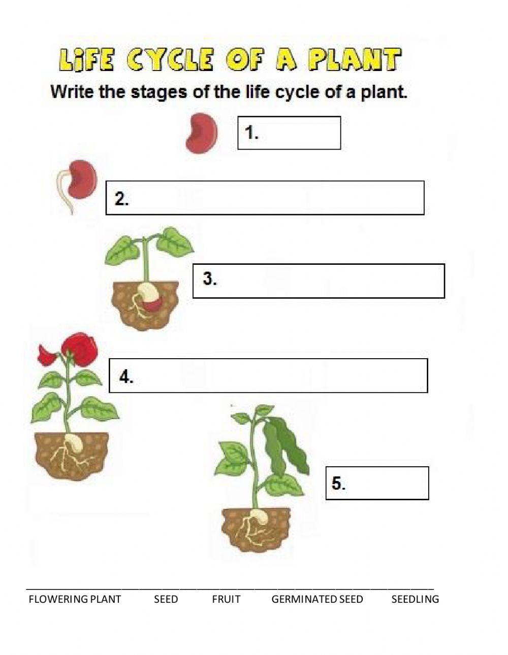 Plants lyfe cycle