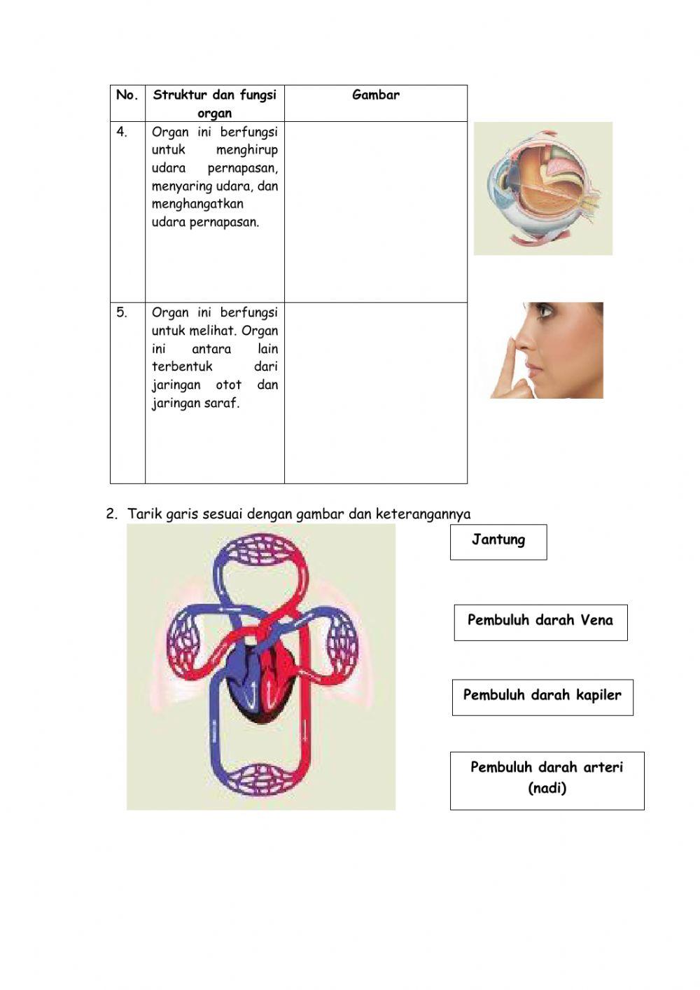 Sistem peredaran darah