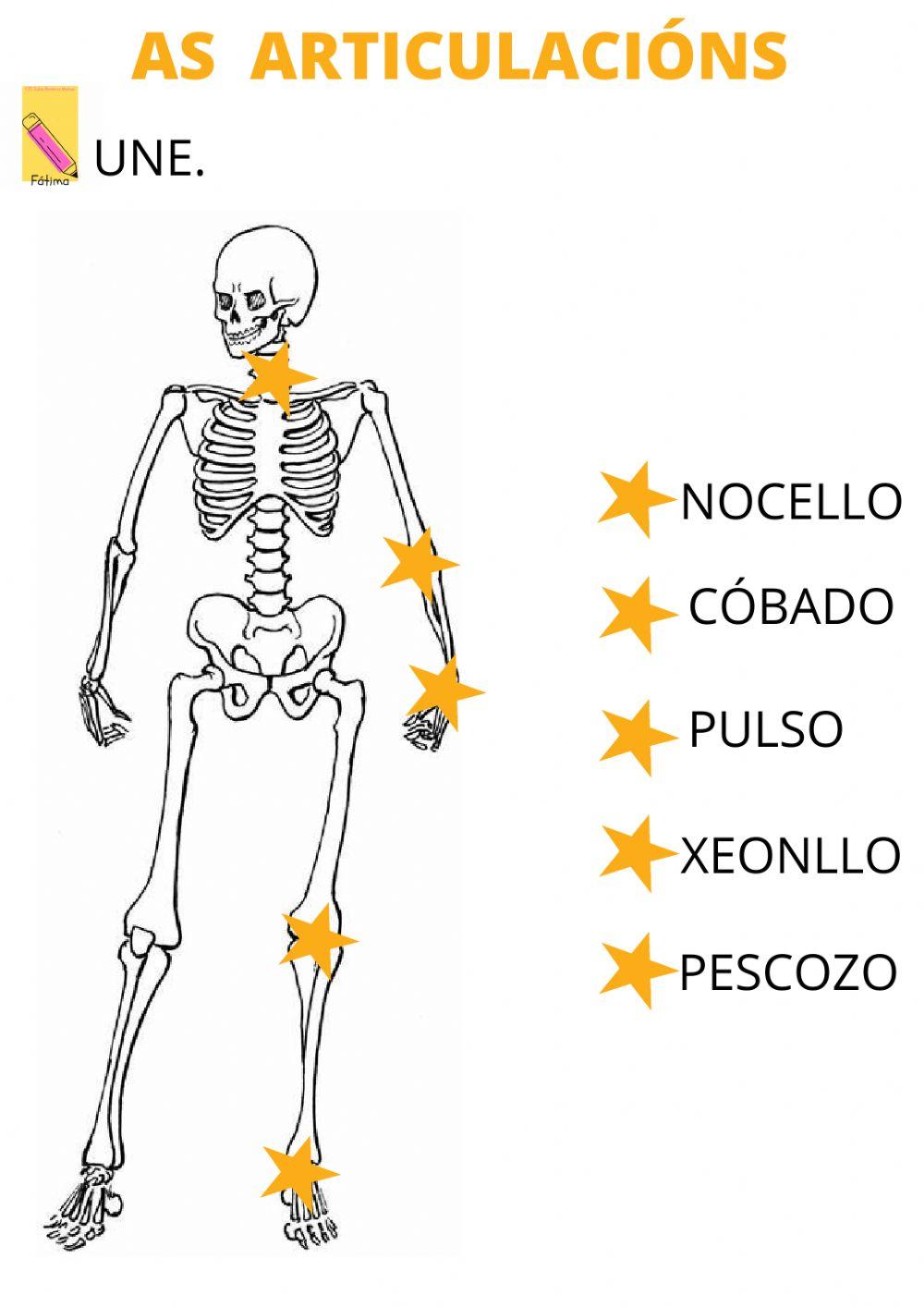 As articulacións As articulacións