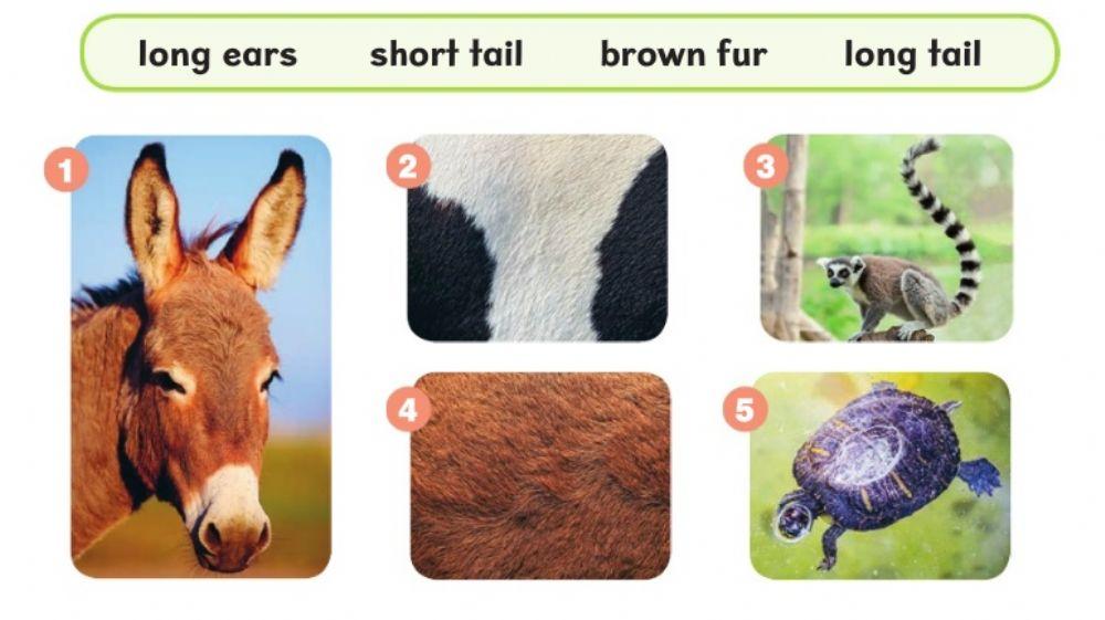 Parts of the body - animals