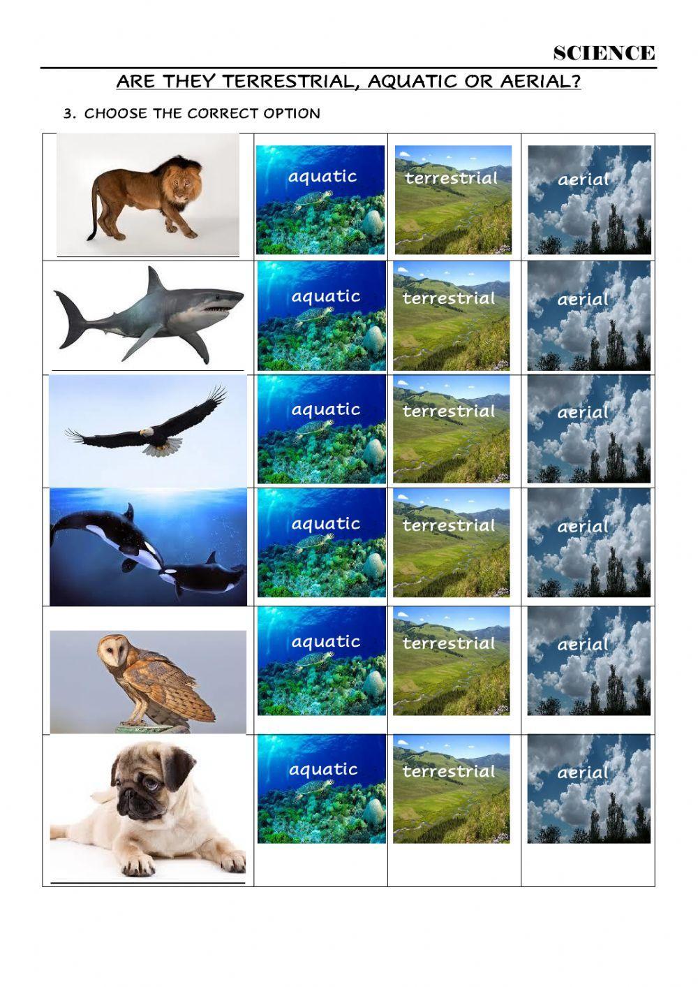 Animals movements and habitats