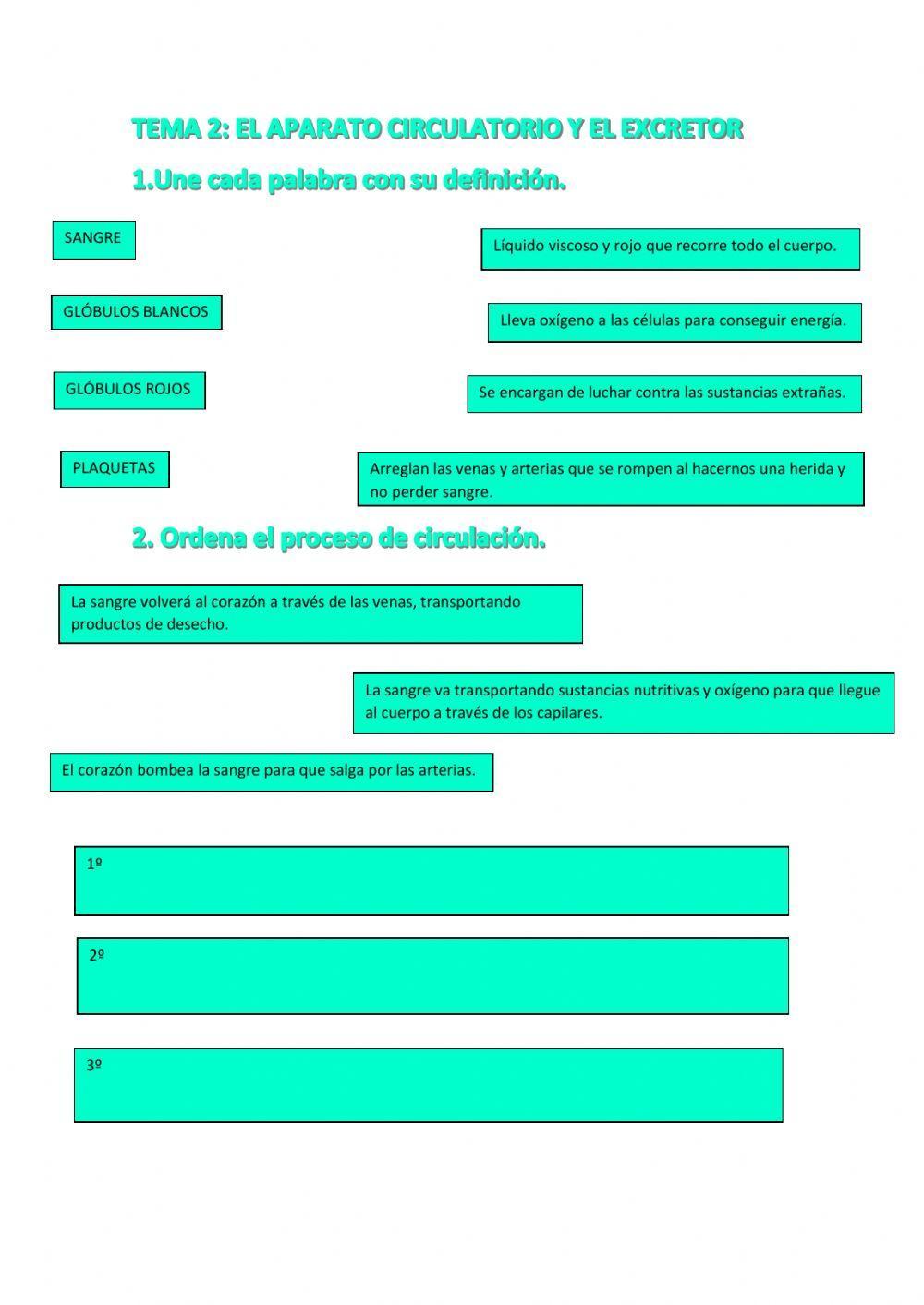 El aparato circulatorio y el excretor
