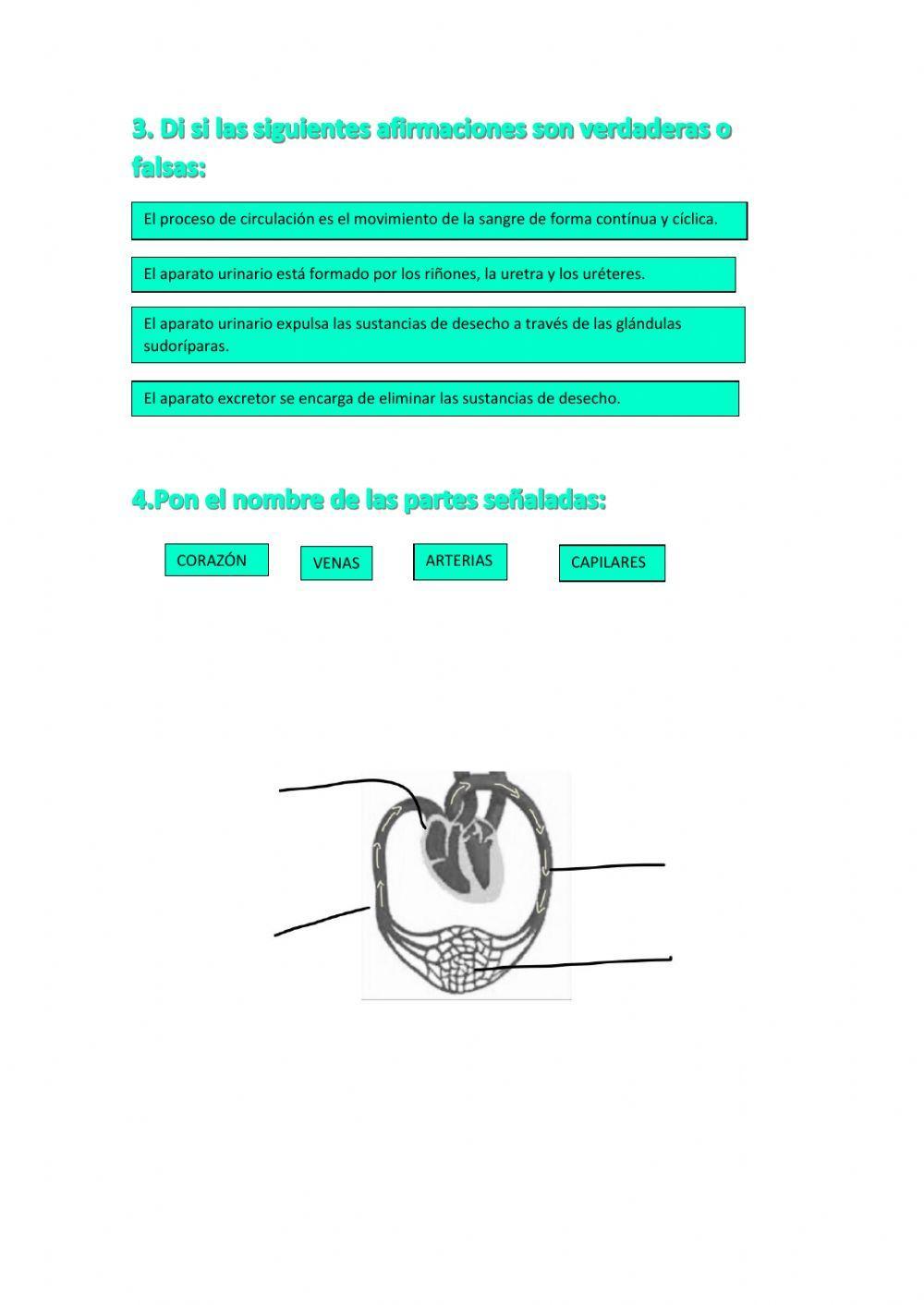 El aparato circulatorio y el excretor