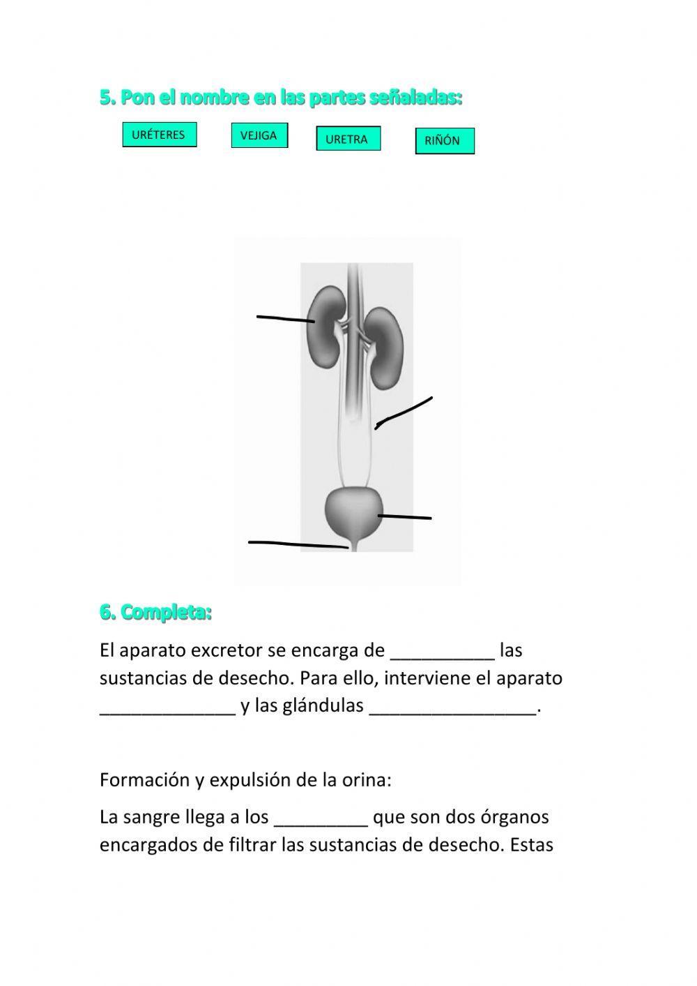 El aparato circulatorio y el excretor