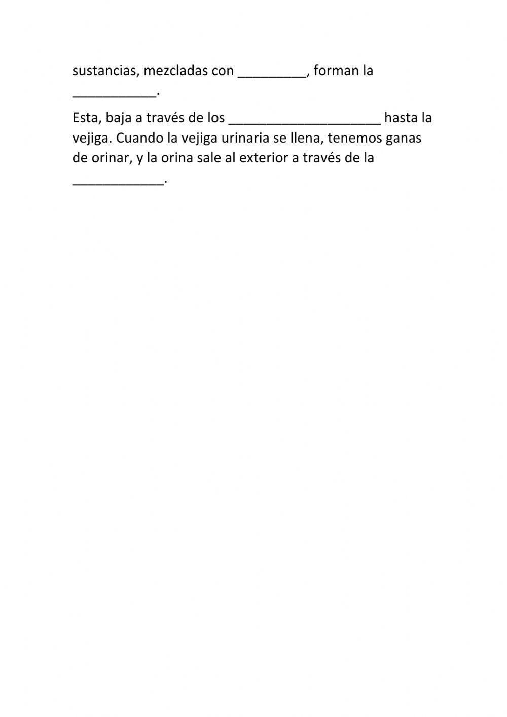 El aparato circulatorio y el excretor