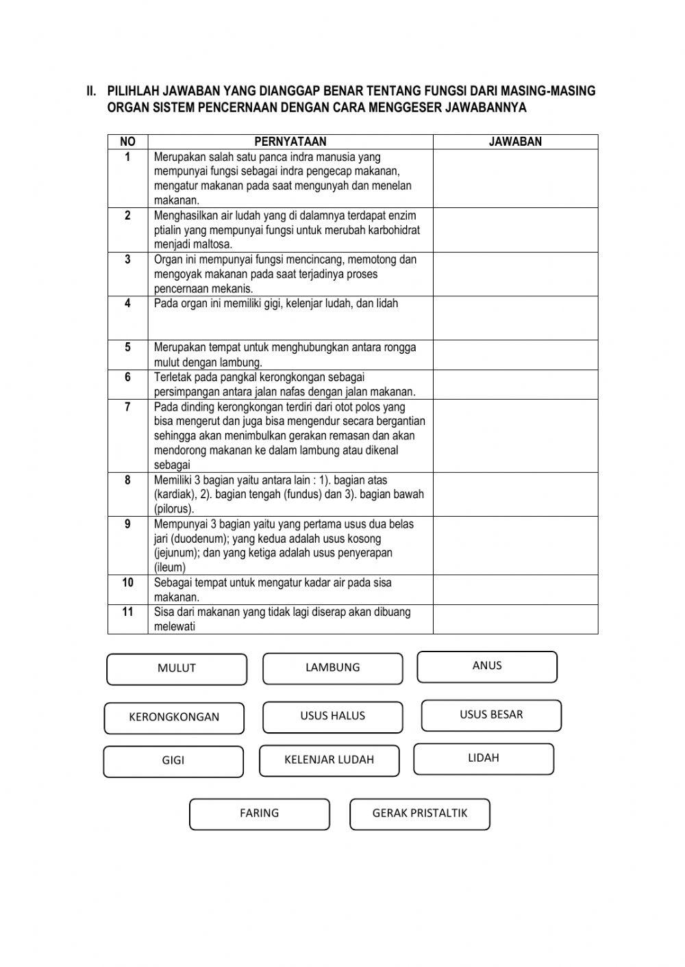 Organ Pencernaan Manusia