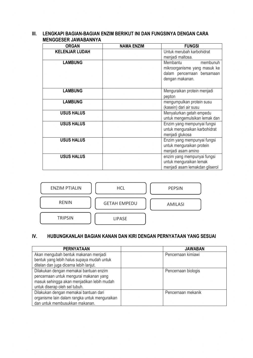 Organ Pencernaan Manusia