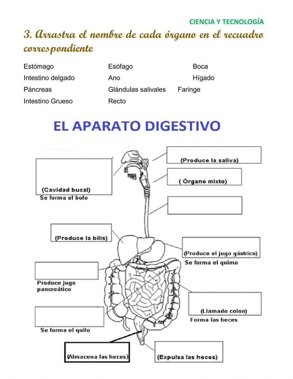 Nuestro Sistema Digestivo