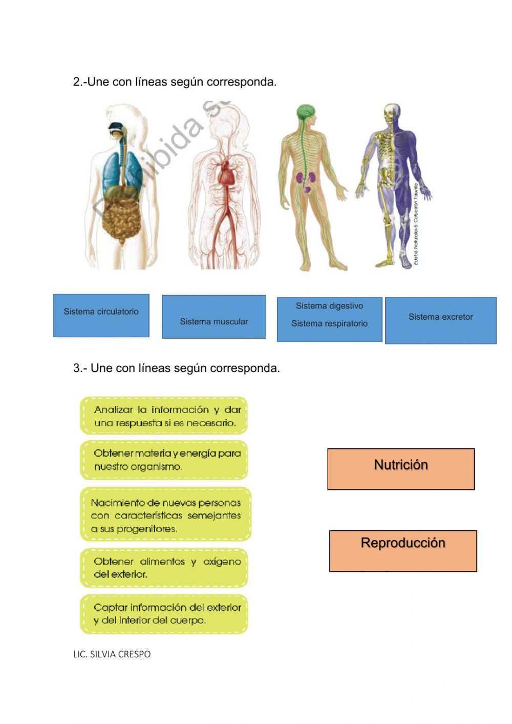 Sistemas y Funciones vitales del cuerpo humano