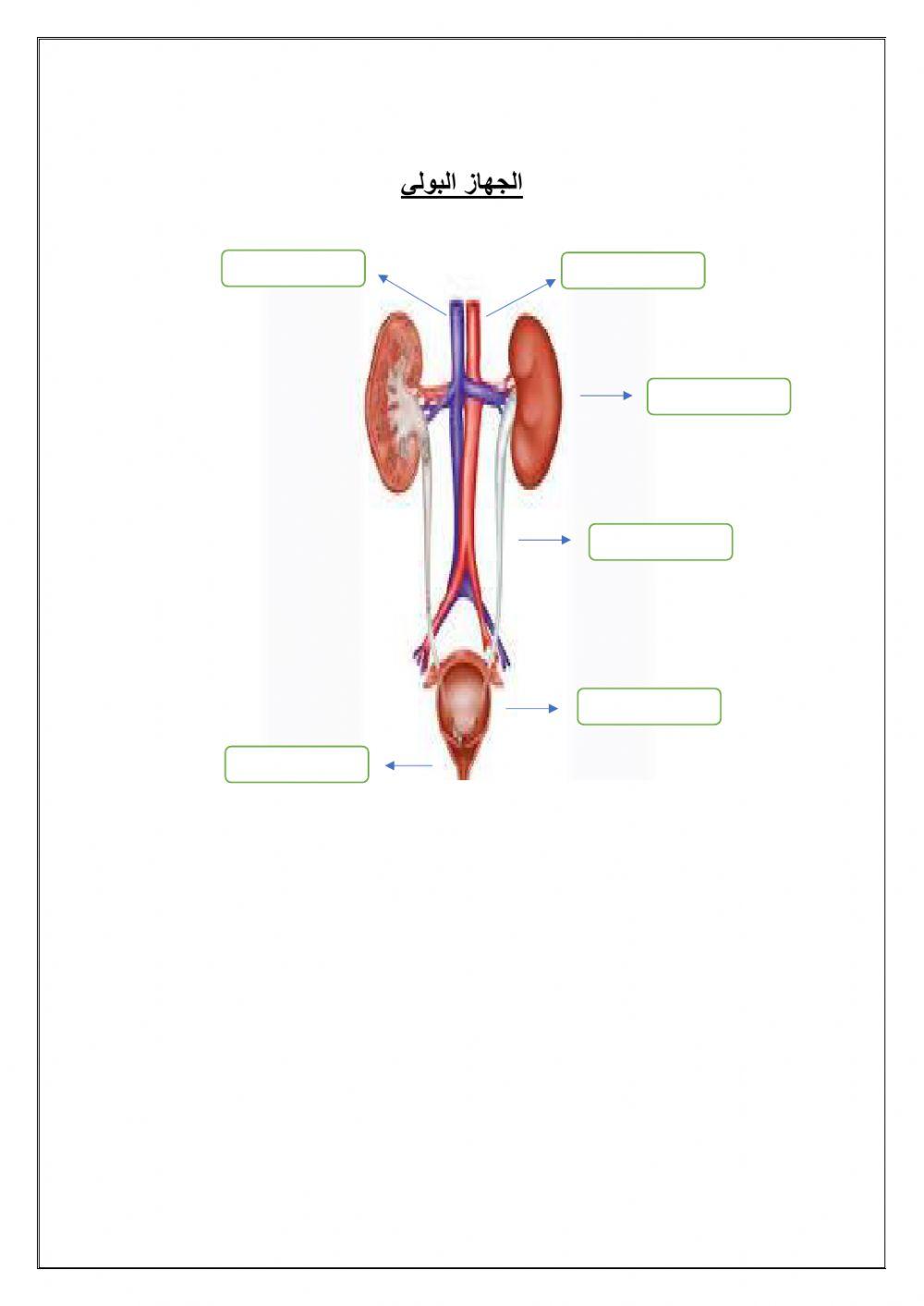 اعضاء الجهاز البولي