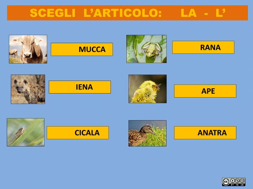 Scegli l'articolo adatto ad ogni animale