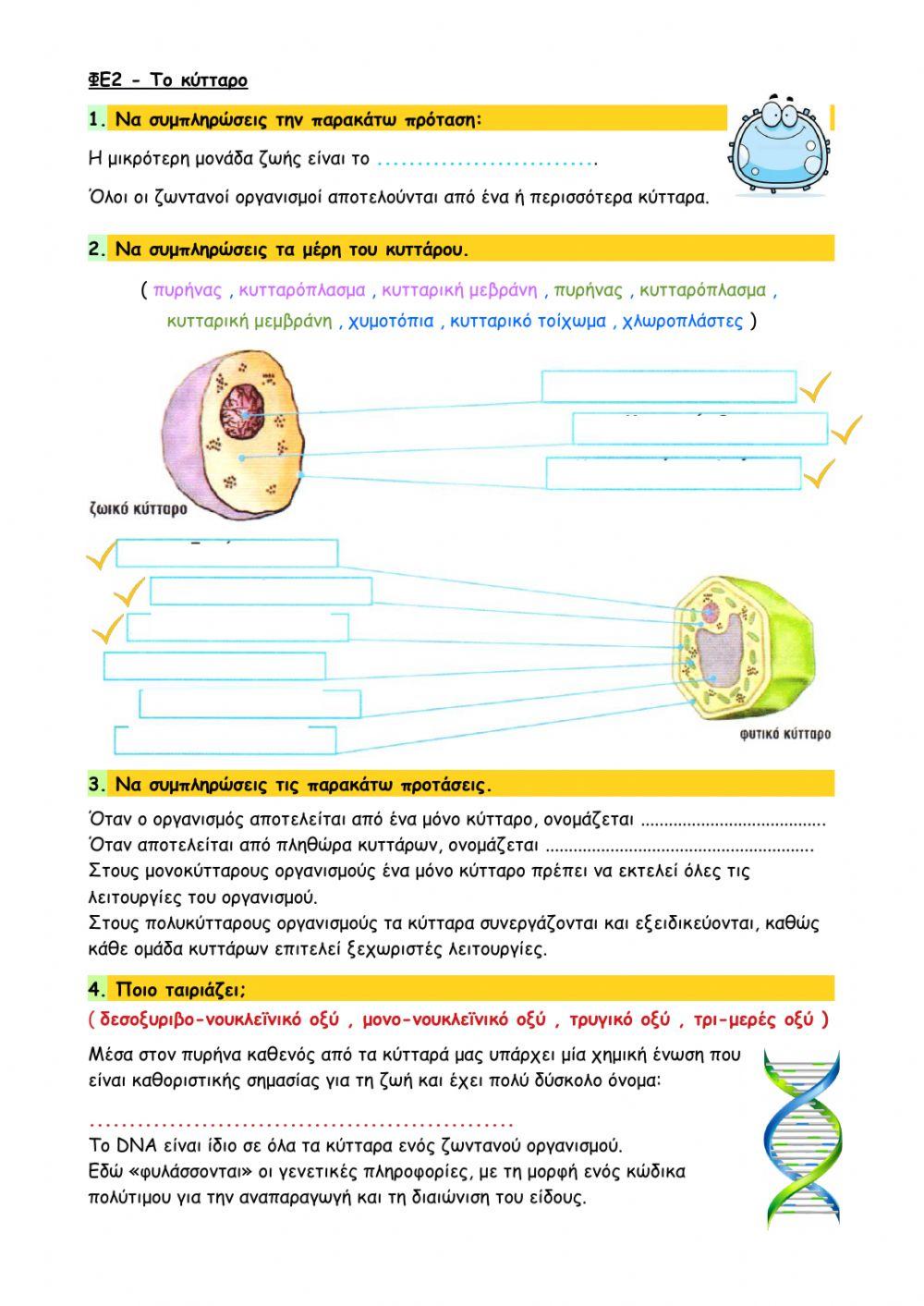 ΦΕ2 - Το κύτταρο