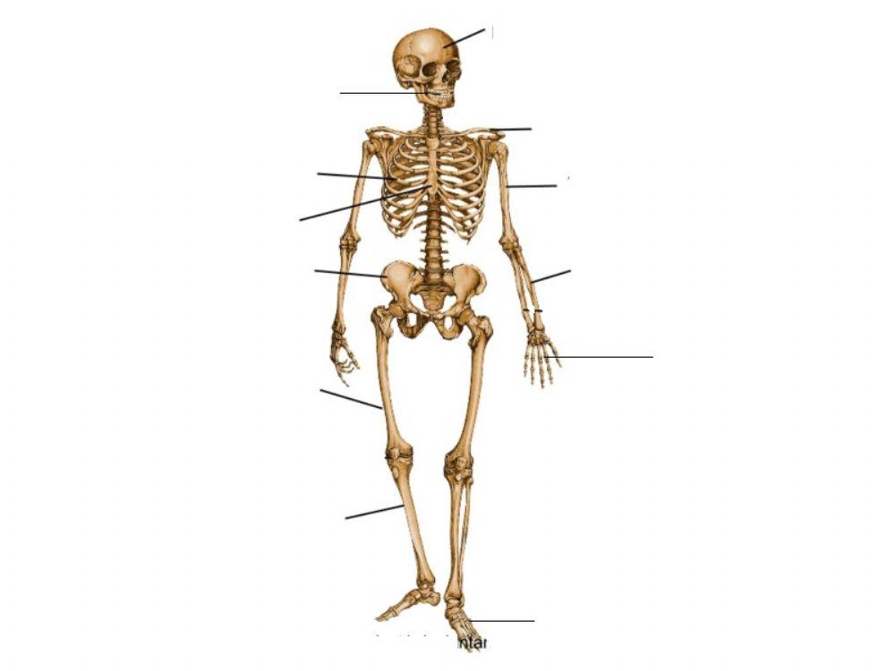 Žmogaus kaulai