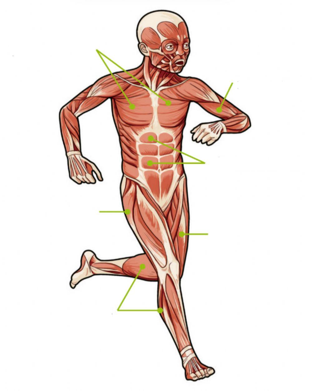 Músculos del cuerpo