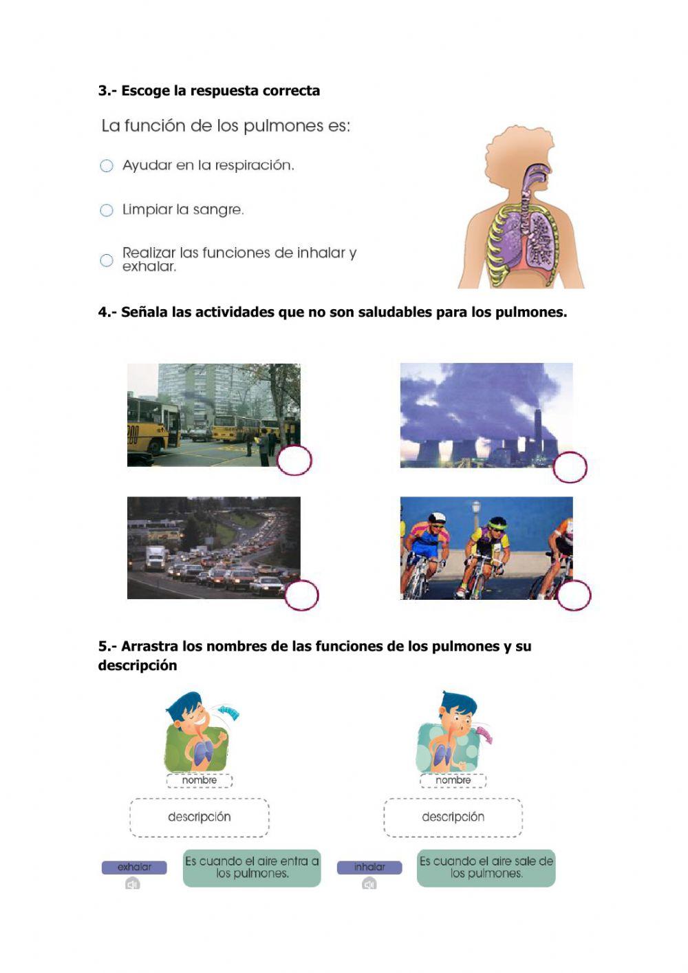 Función de los pulmones