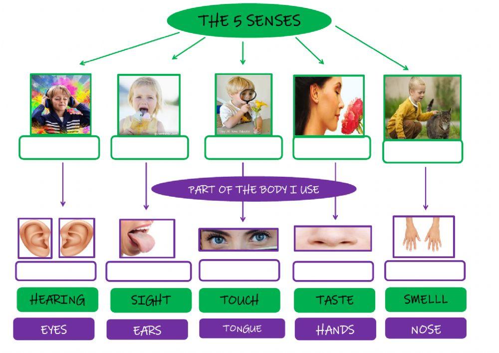 The 5 senses