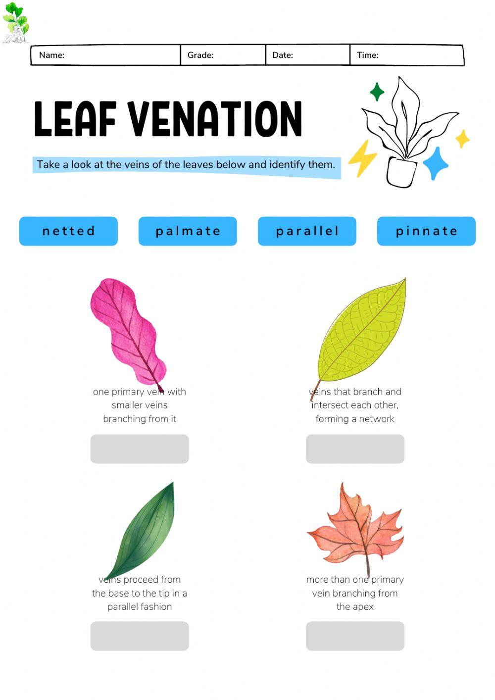 Montessori Lesson - Biology - Leaf venation