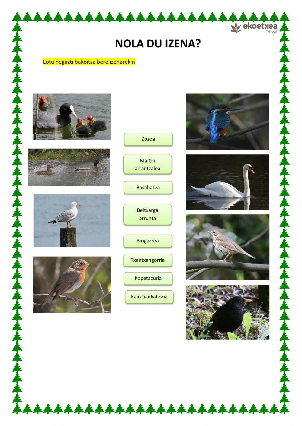 Nola du izena hegazti bakotzak?