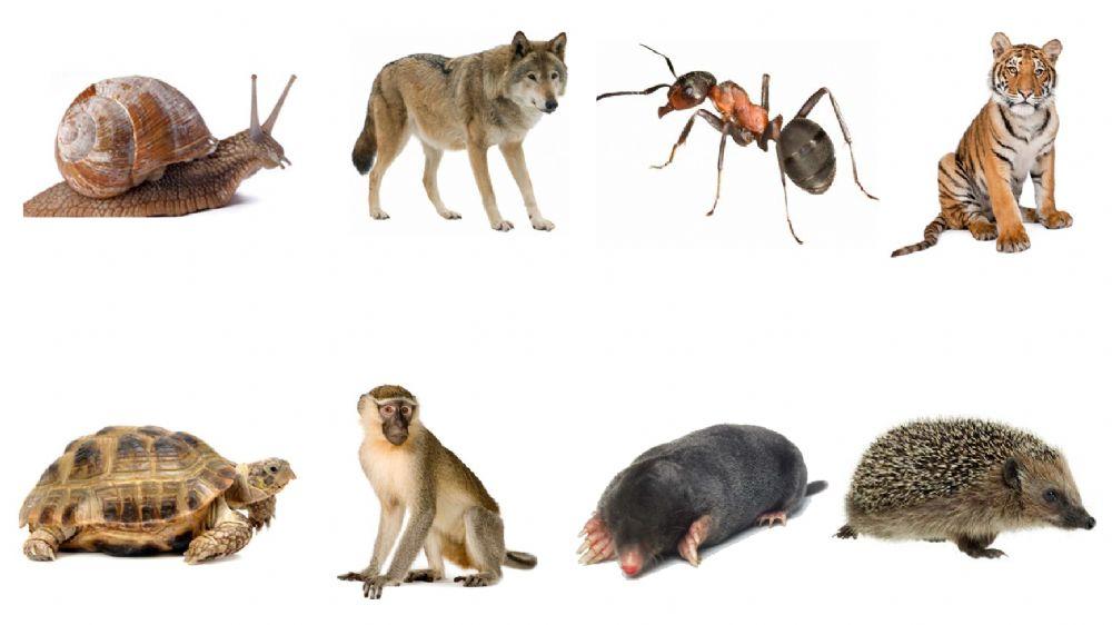 Ζώα που πέφτουν σε χειμερία νάρκη