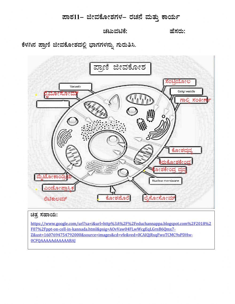 Labelling the Parts of Animal Cell worksheet | Live Worksheets
