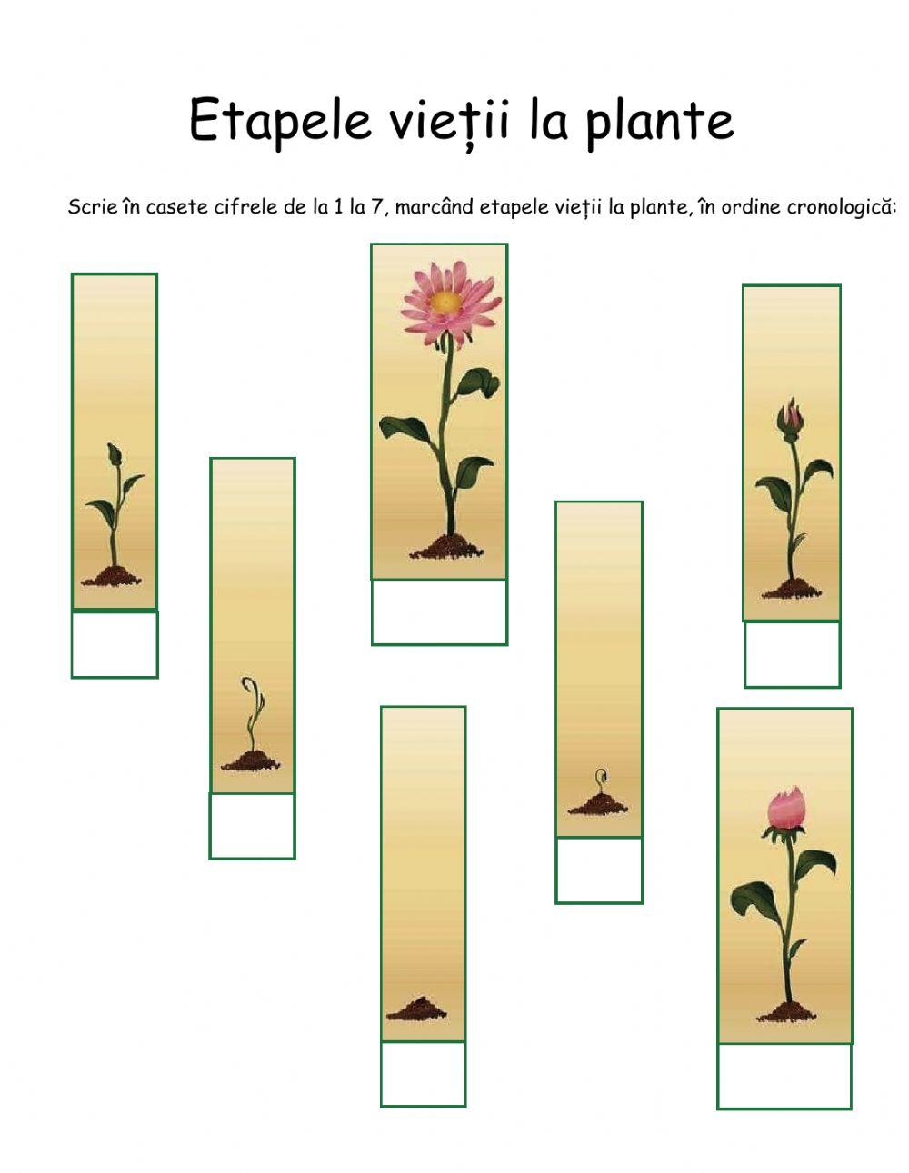 Etapele vieții la plante