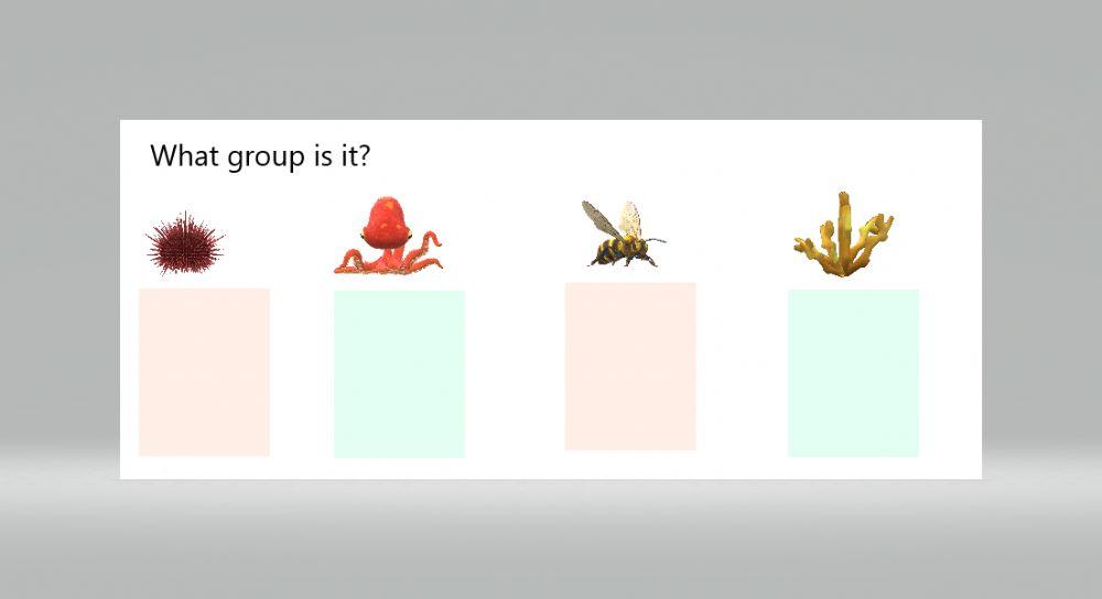 Invertebrates ¿What group is it? part 3