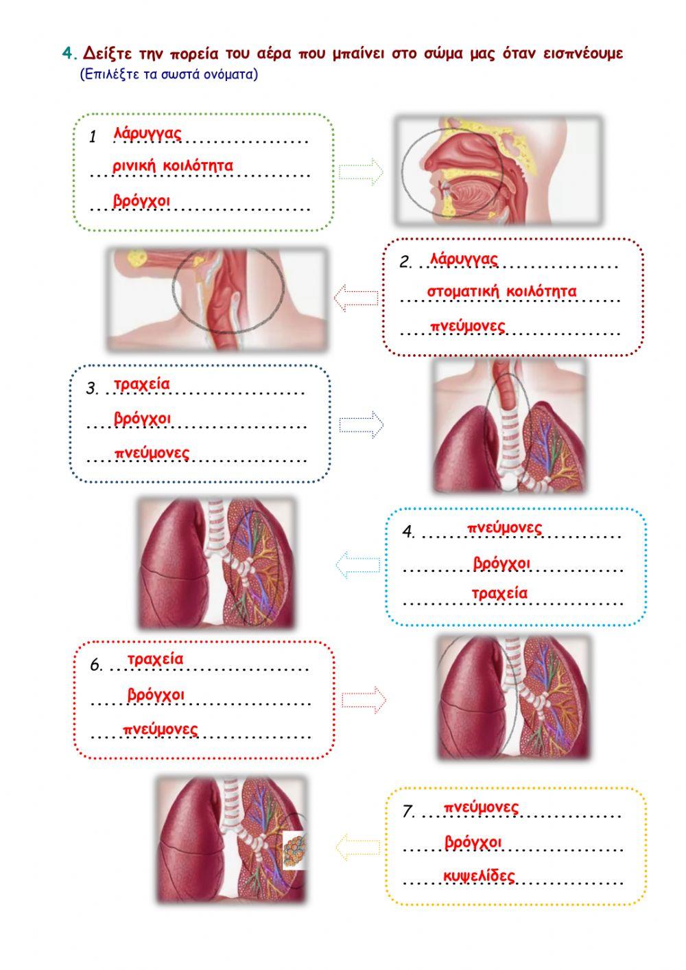 Ενότητα 7 - ΦΕ2 - Αναπνοή και υγεία