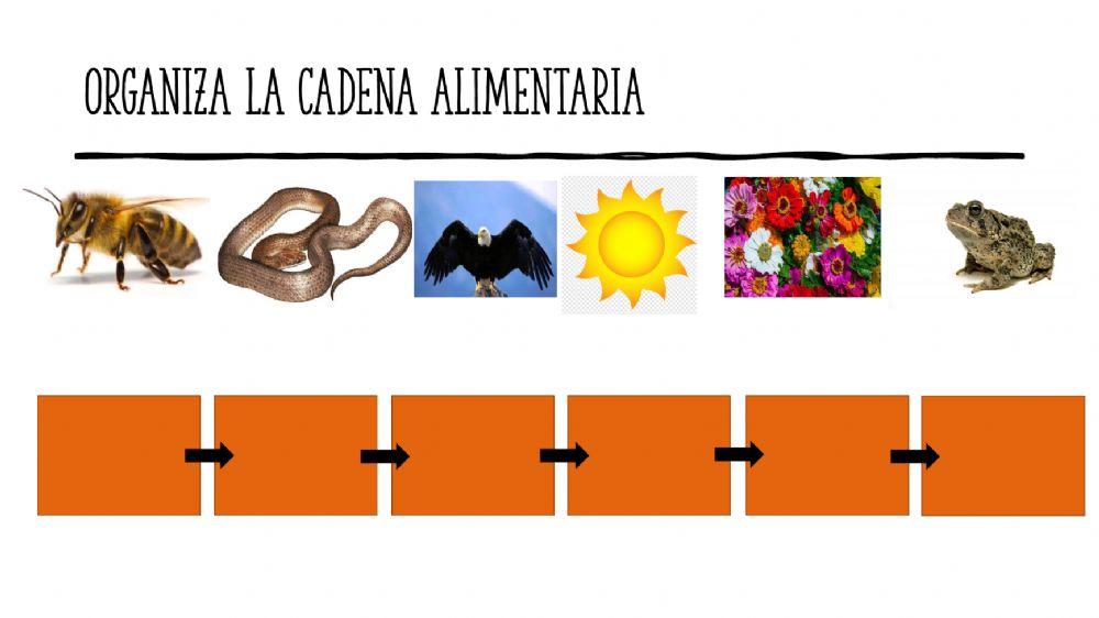 La cadena alimentaria