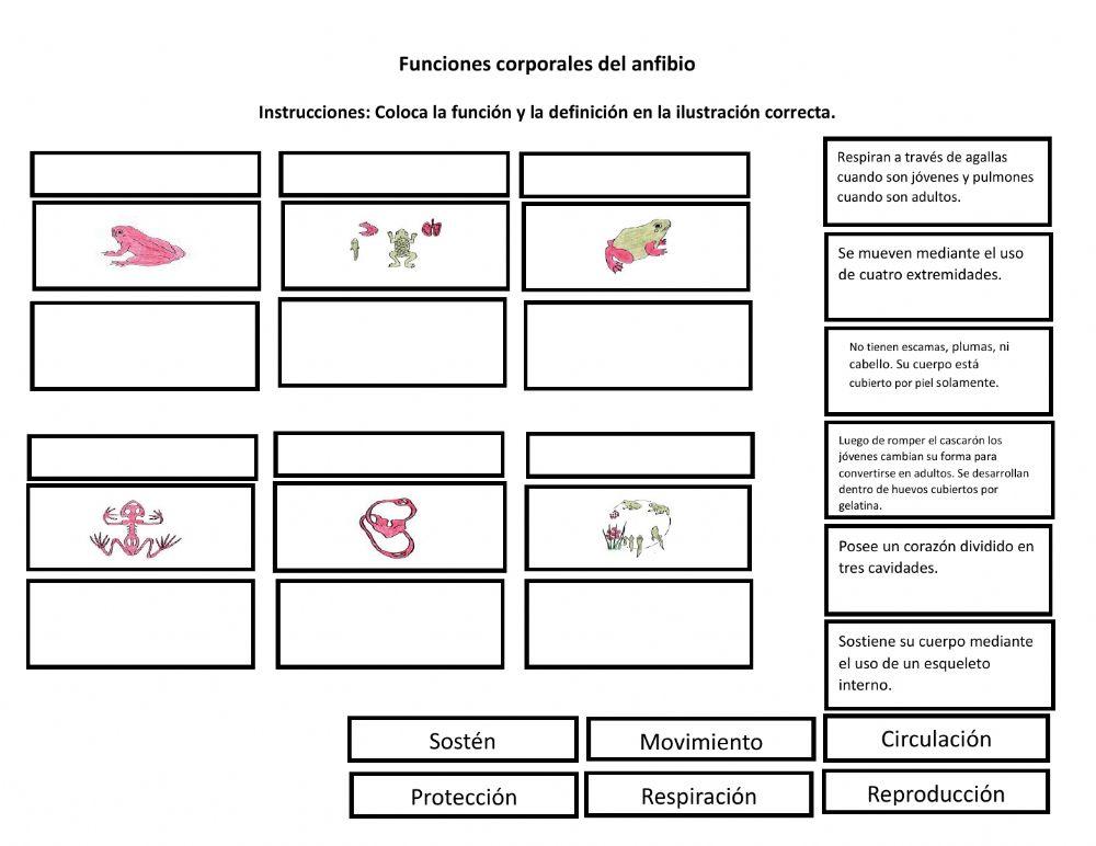 Funciones corporales anfibios