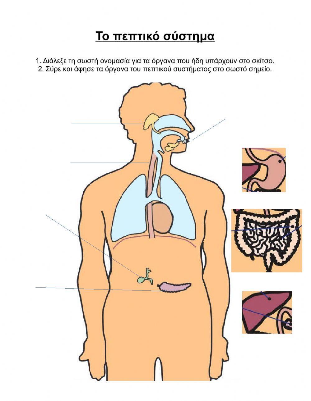Όργανα πεπτικού συστήματος