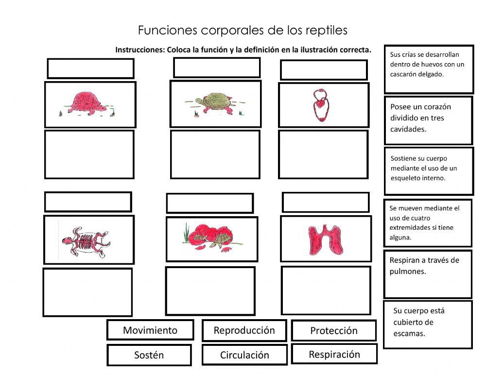 Funciones corporales reptiles