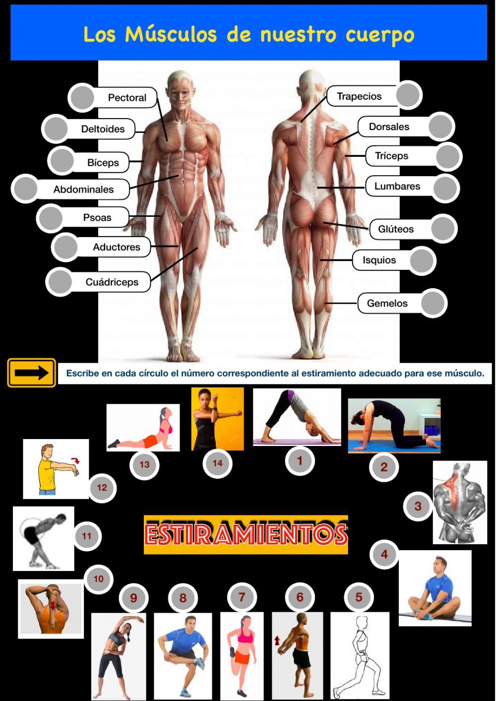 Los músculos del cuerpo y sus ejercicios de estiramiento