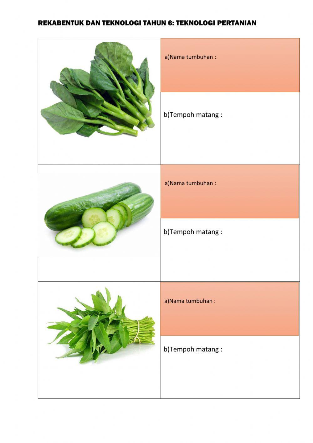 Teknologi Pertanian-Anak Benih-Tuai Hasil