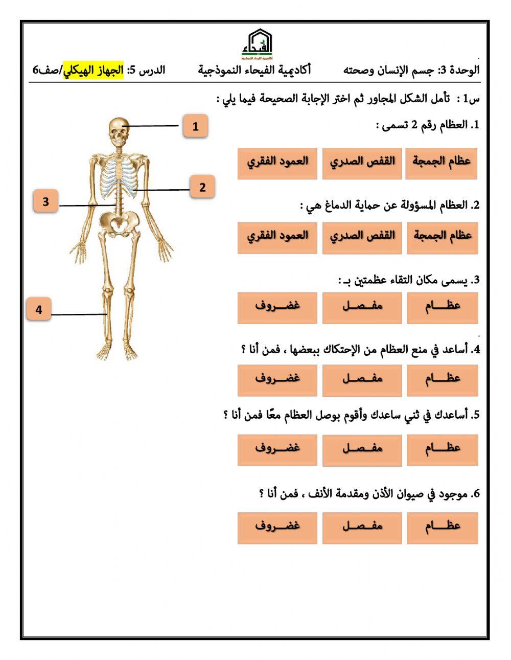 الجهاز الهيكلي