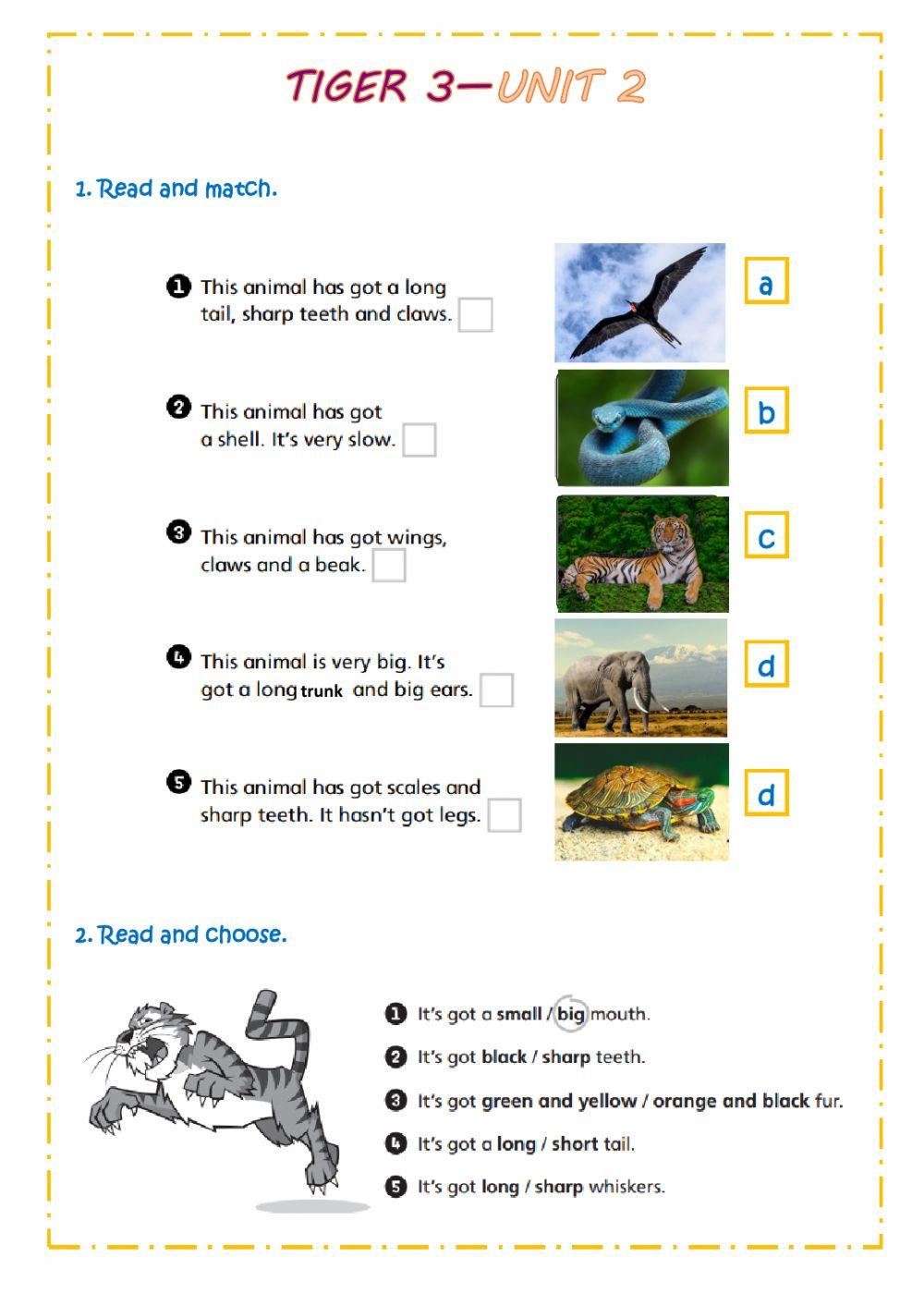 Animal body parts -Tiger 3