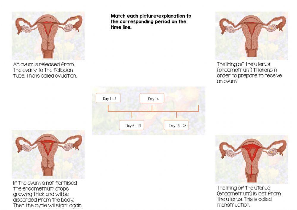 Reproductive system - Practice 3