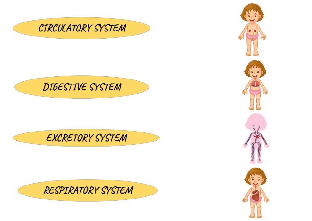 Body systems